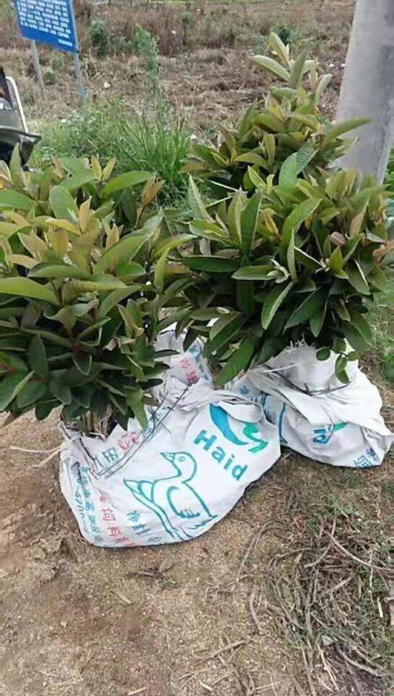 大量西瓜红芭乐番石榴苗