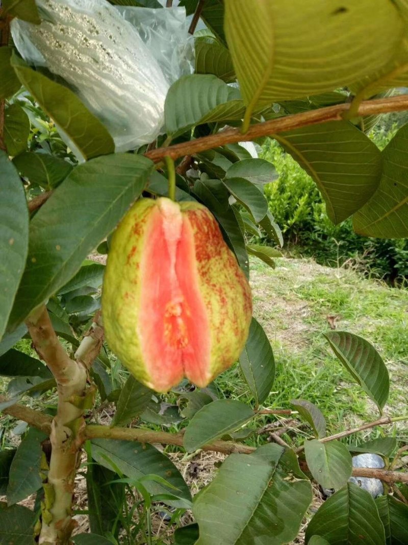 大量西瓜红芭乐番石榴苗