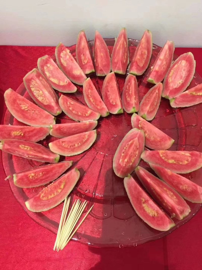大量西瓜红芭乐番石榴苗