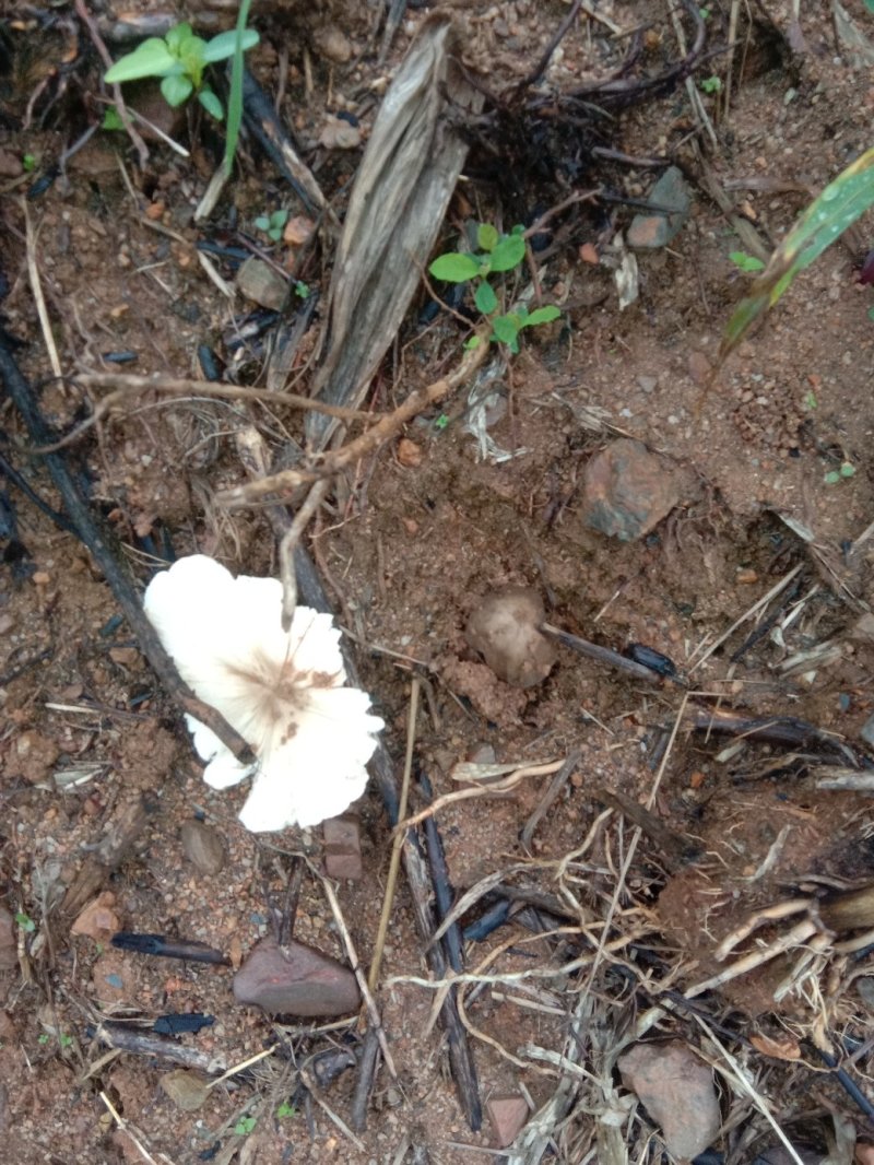 新鲜野生菌