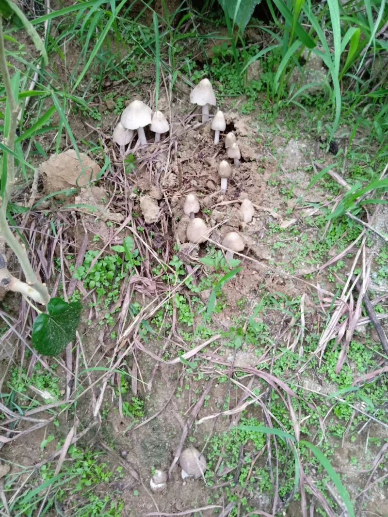 新鲜野生菌