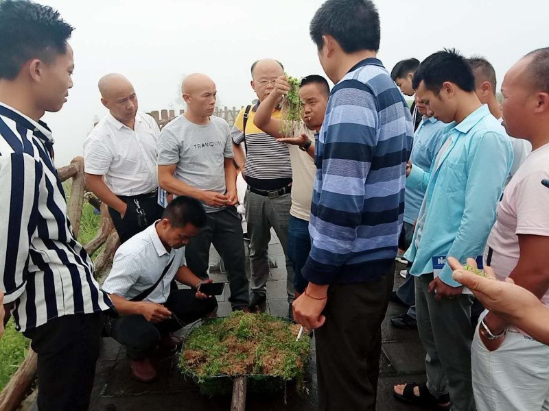 一级水苔