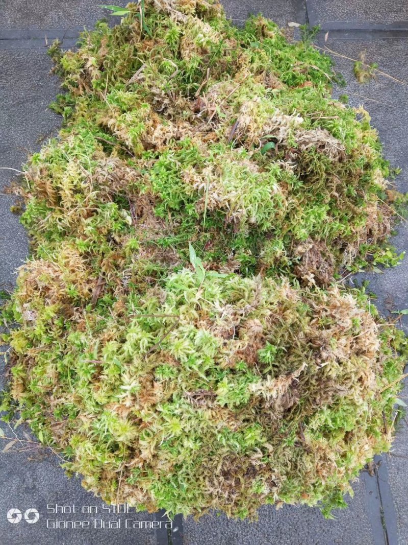 一级水苔
