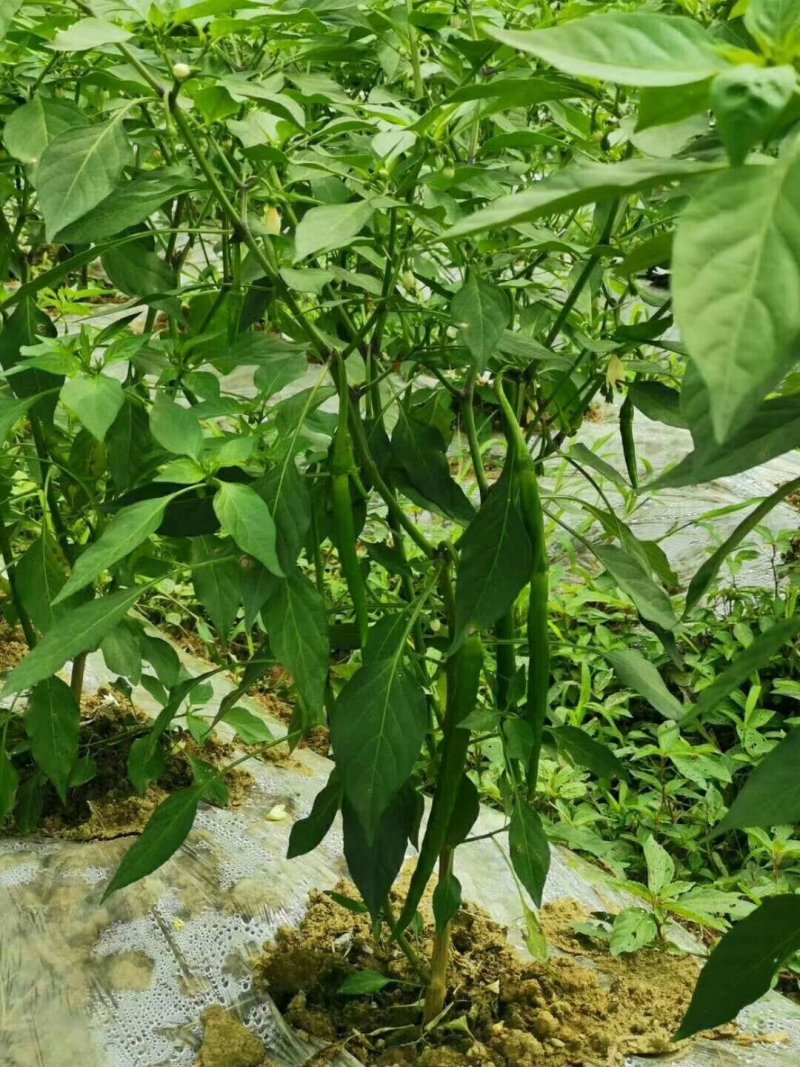 湖北恩施精品线椒，货源充足，价格美丽，欢迎各地客商
