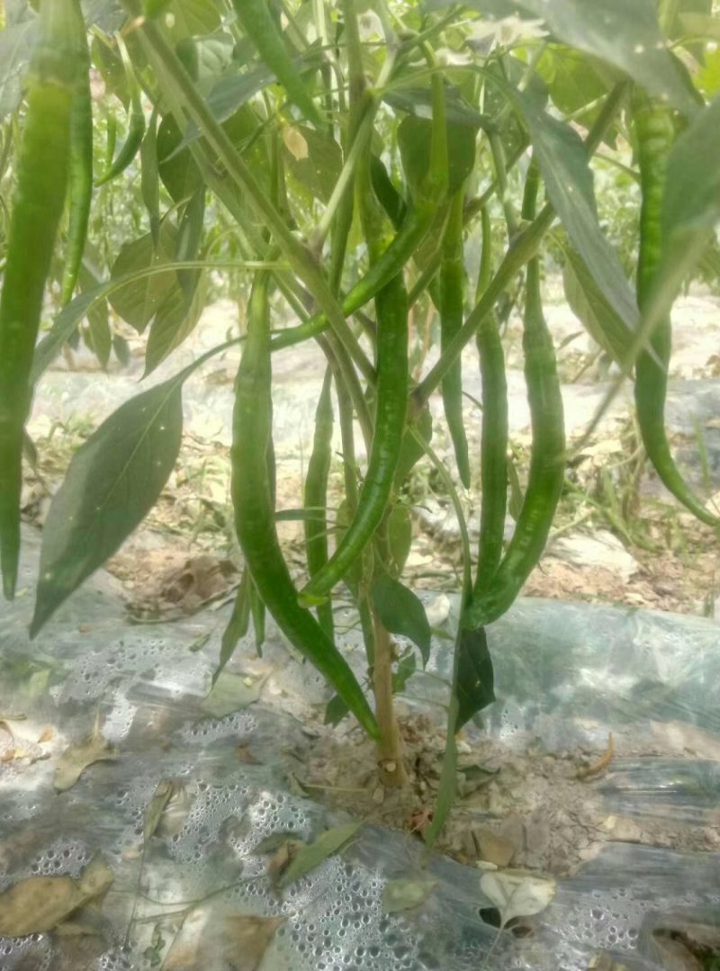 湖北恩施精品线椒，货源充足，价格美丽，欢迎各地客商