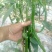 湖北恩施精品线椒，货源充足，价格美丽，欢迎各地客商
