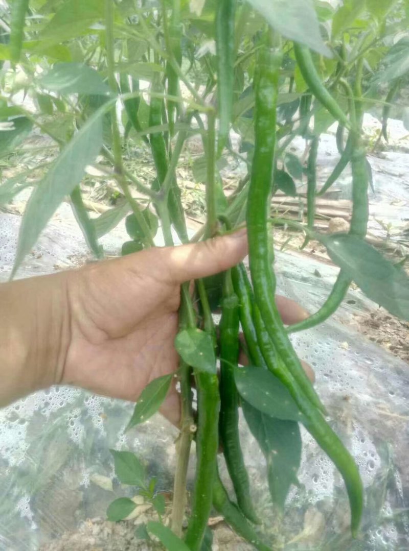 湖北恩施精品线椒，货源充足，价格美丽，欢迎各地客商