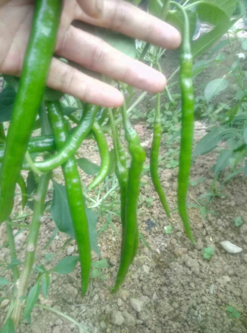 湖北恩施精品线椒，货源充足，价格美丽，欢迎各地客商