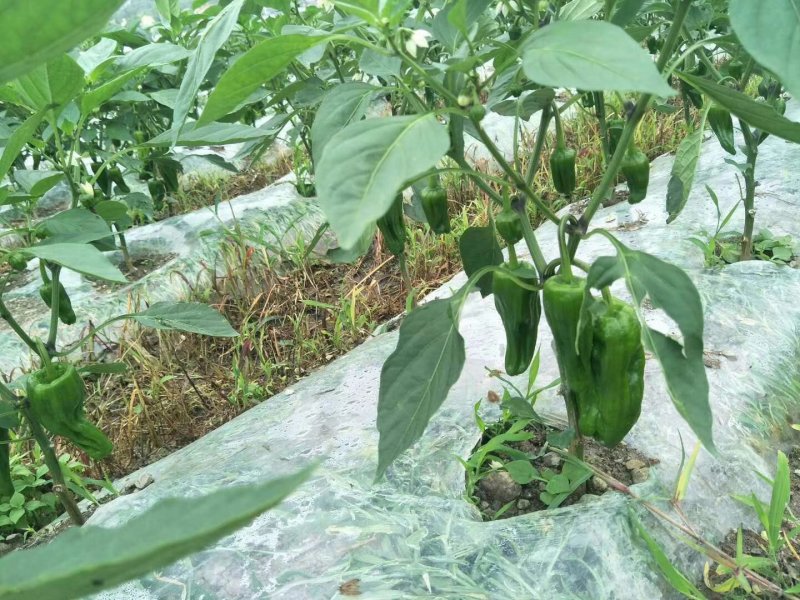 湖北恩施青椒，一手货源产地的价格对接各大批发市场