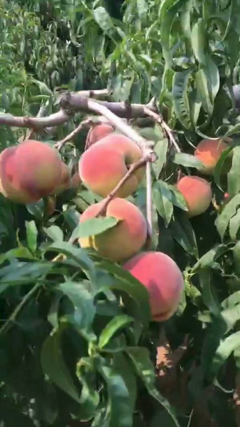 早生毛桃大量批发，开园了，大量批发，产地直销，