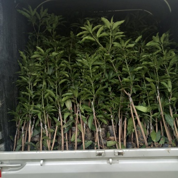 大量供应优质芒果苗:台农一号