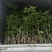 大量供应优质芒果苗:台农一号