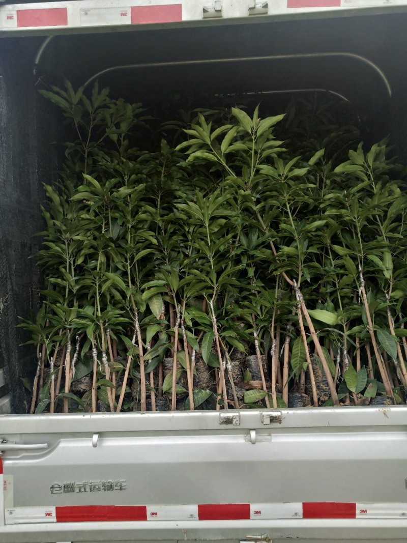 大量供应优质芒果苗:台农一号