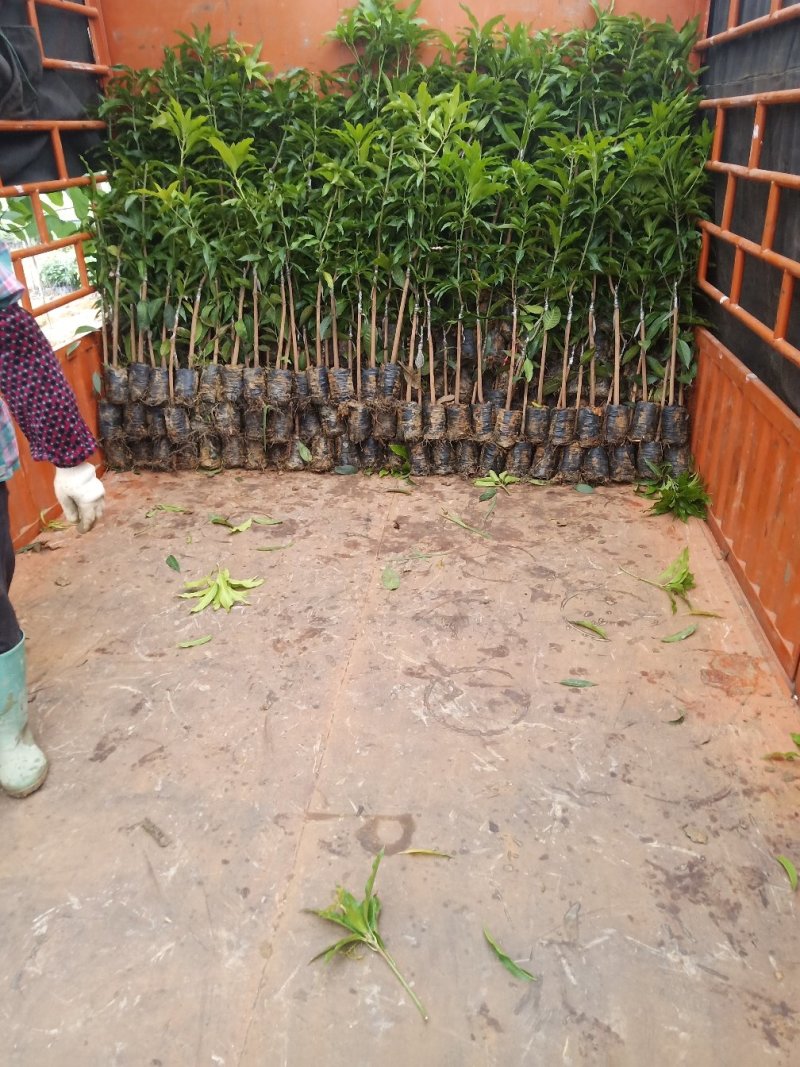 大量供应优质芒果苗:台农一号