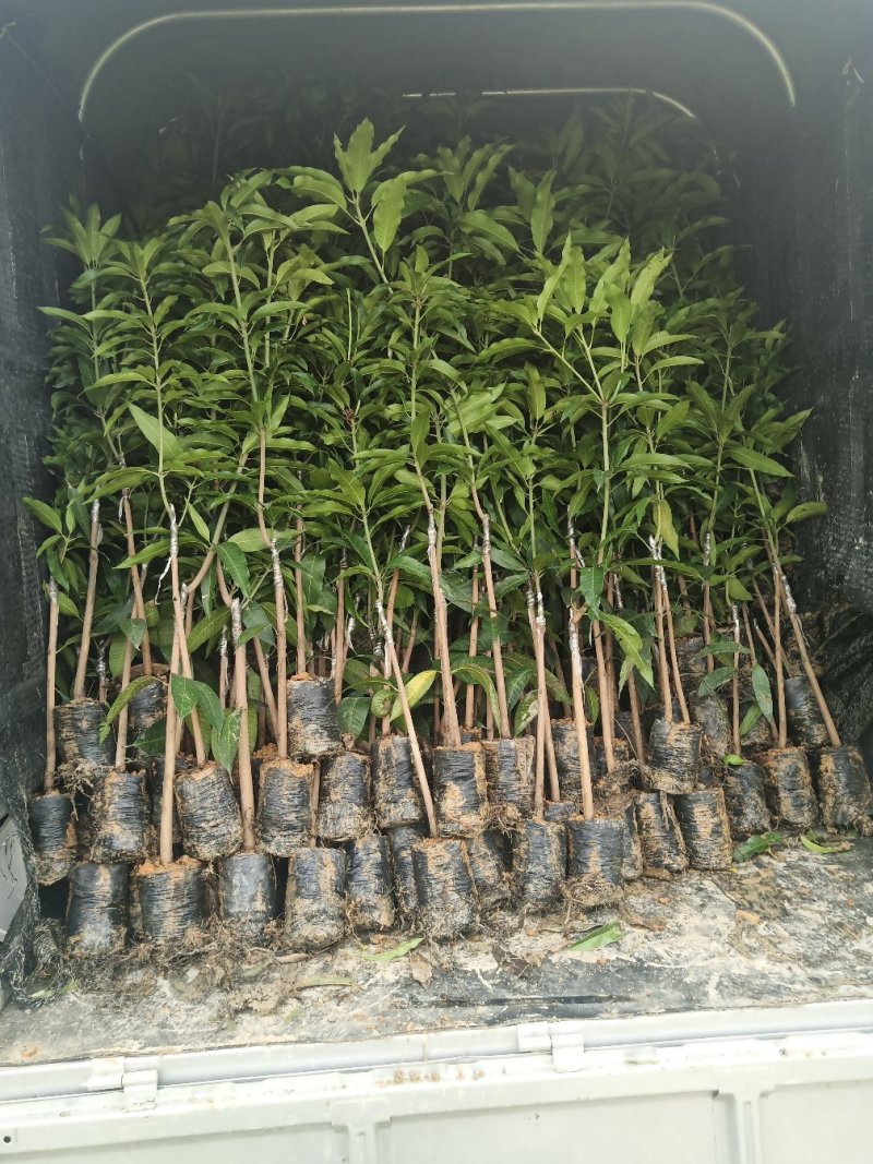 大量供应优质芒果苗:台农一号