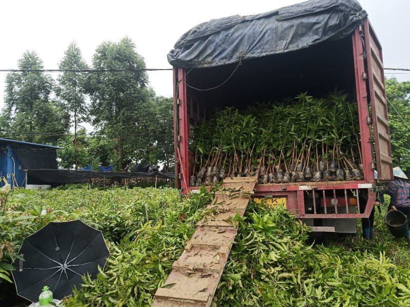 大量供应优质芒果苗:台农一号