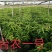 大量供应优质芒果苗:台农一号