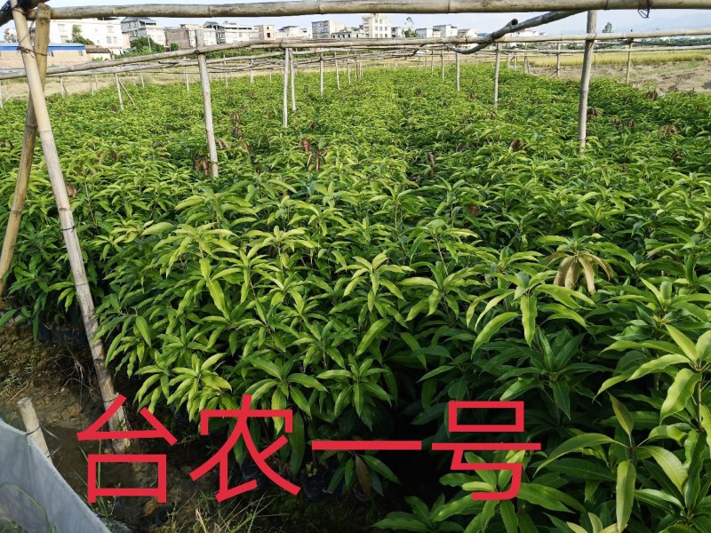 大量供应优质芒果苗:台农一号