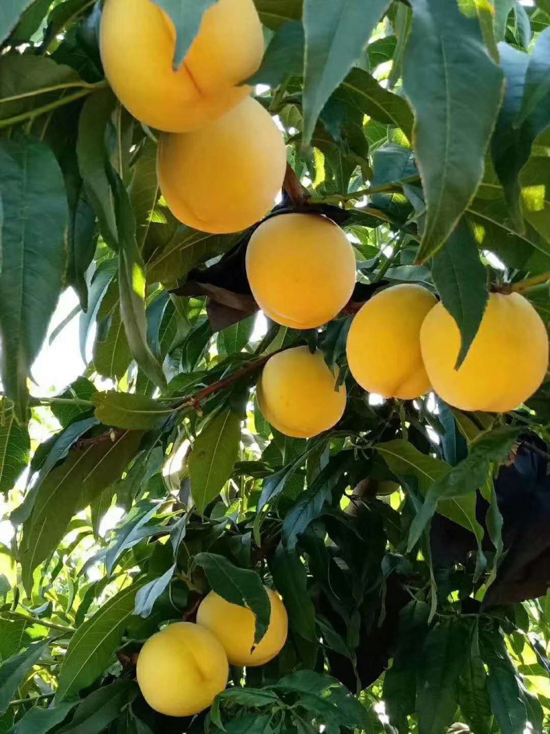 黄桃