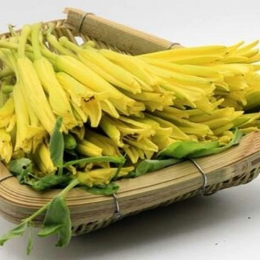 新鲜黄花菜批发