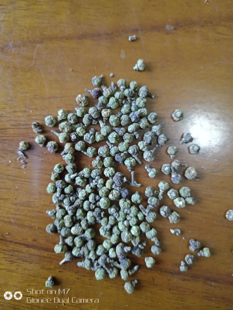 供应高产正品中花吴茱萸扦插苗！