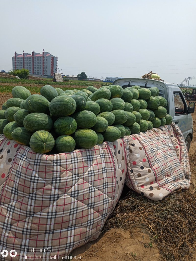 河北定州大量供应西瓜