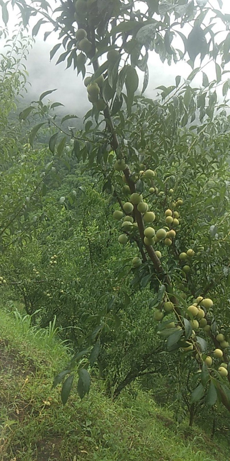 屏山半边红脆李