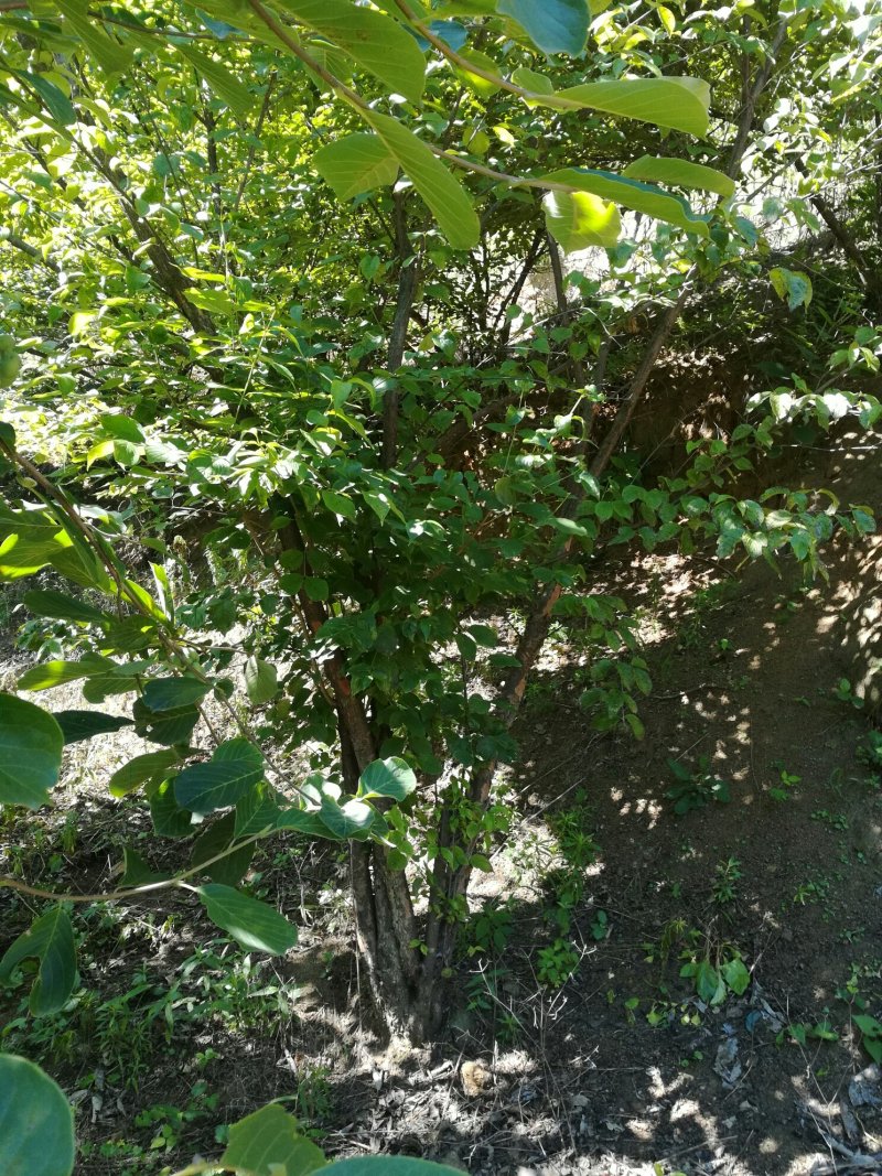 山茱萸