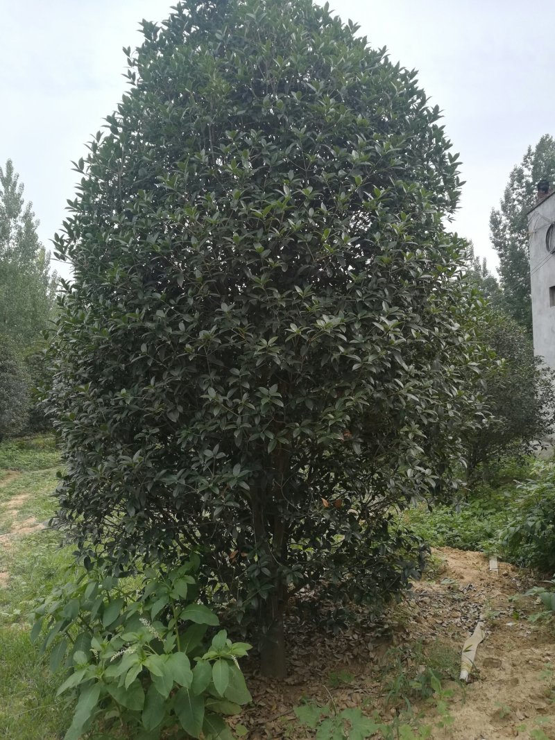 15公分桂花