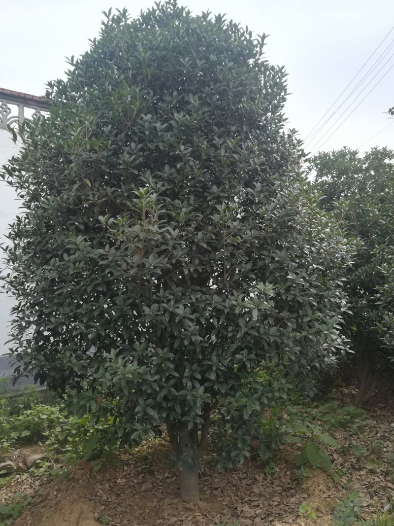 15公分桂花