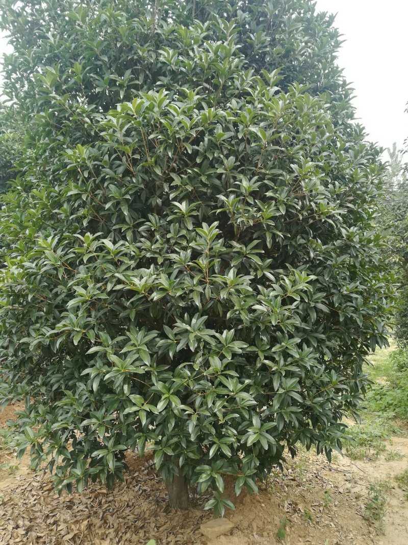 15公分桂花