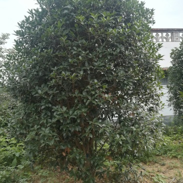 15公分桂花
