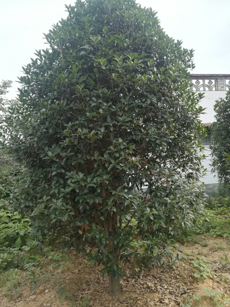 15公分桂花