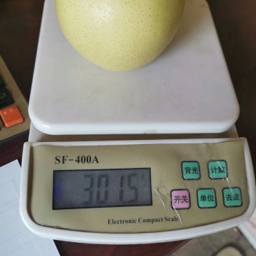 大量供应皇冠梨，出口砀山皇冠梨。欢迎电商入驻