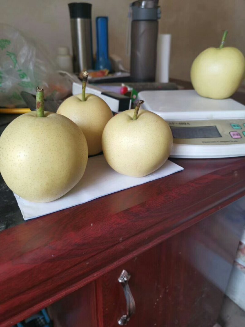 大量供应皇冠梨，出口砀山皇冠梨。欢迎电商入驻