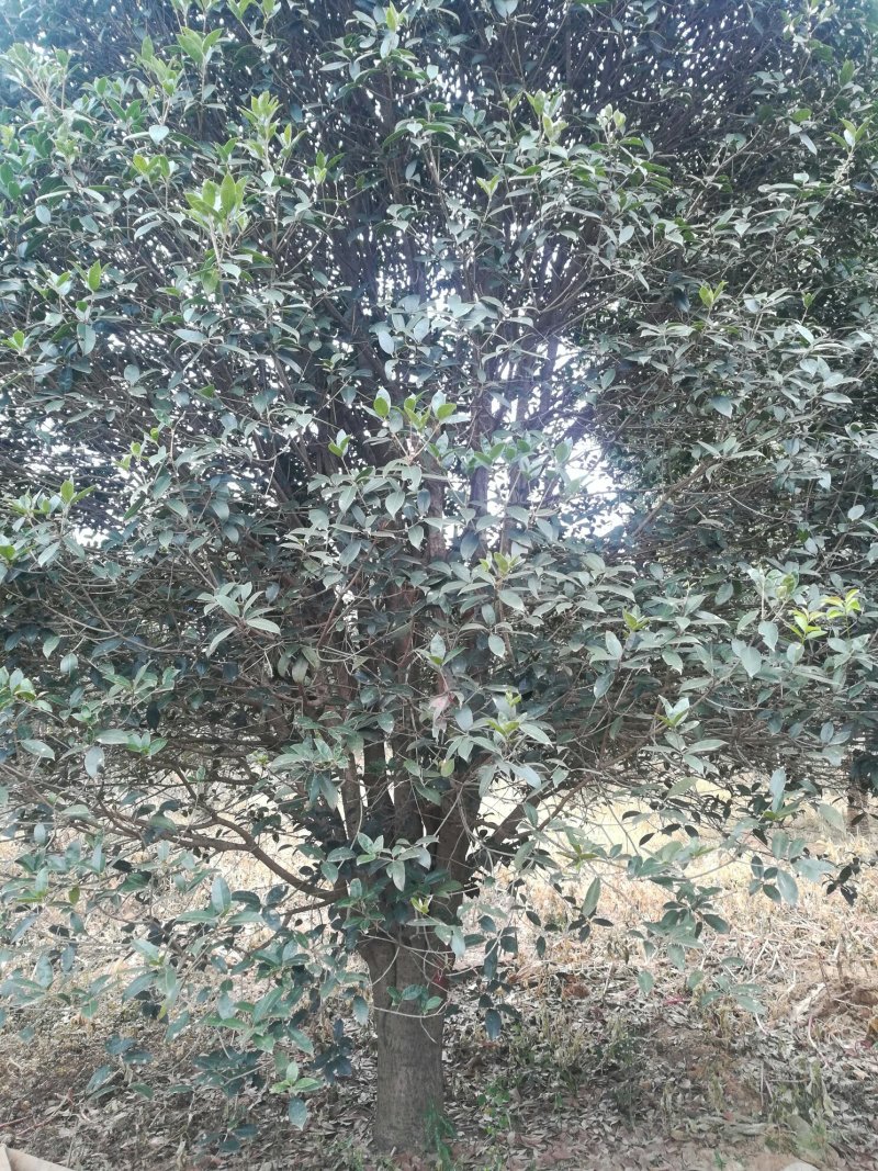 25公分桂花