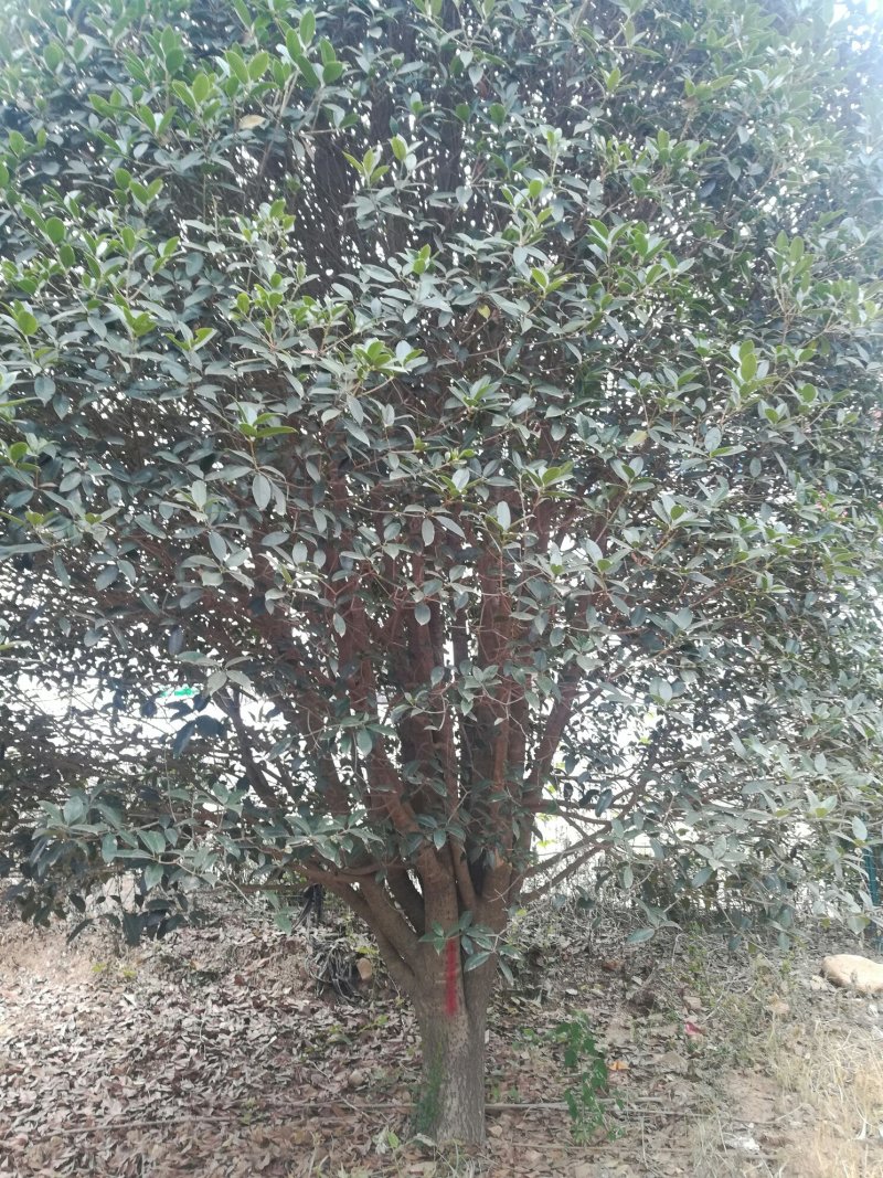 25公分桂花