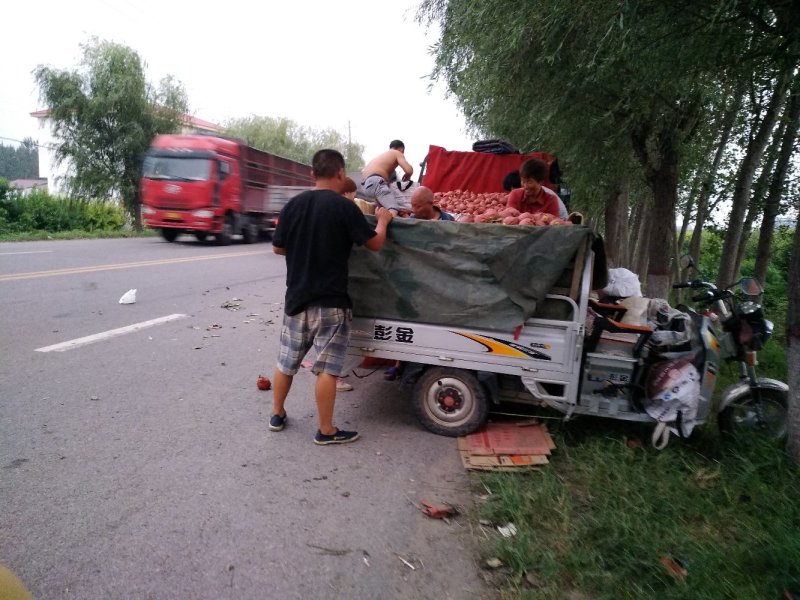 河南省黄泛区黄金梨生产基地