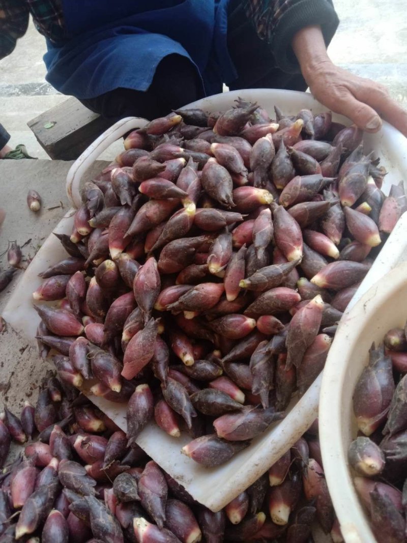 阳菏