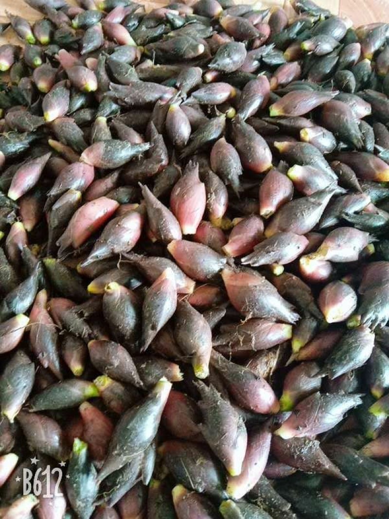 阳菏