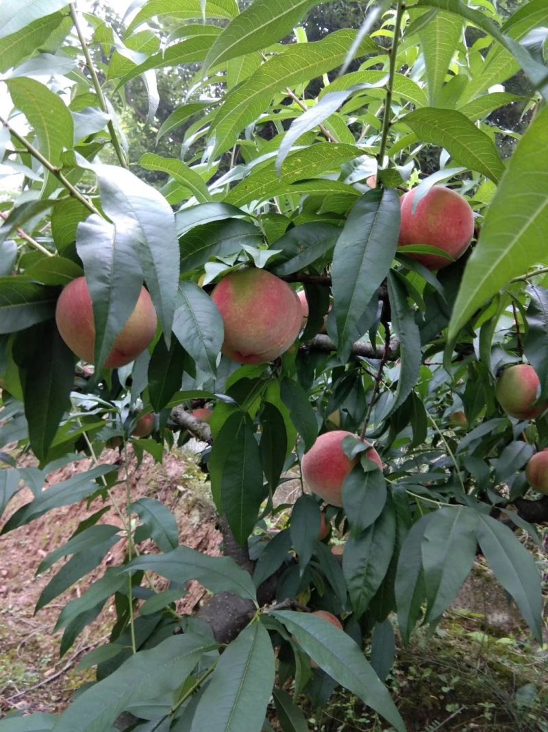 皮球桃，白花桃离核大量上市！个头大，味道甜，色泽鲜艳！