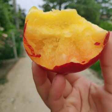 丰光精品油桃