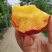 丰光精品油桃