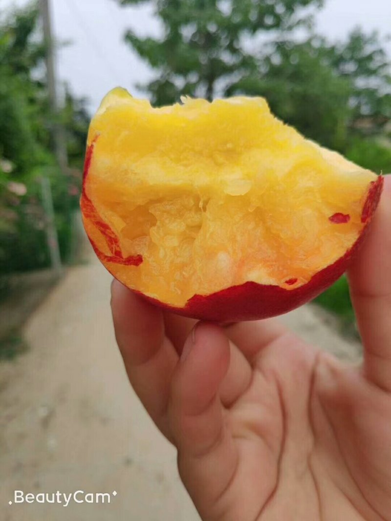 丰光精品油桃
