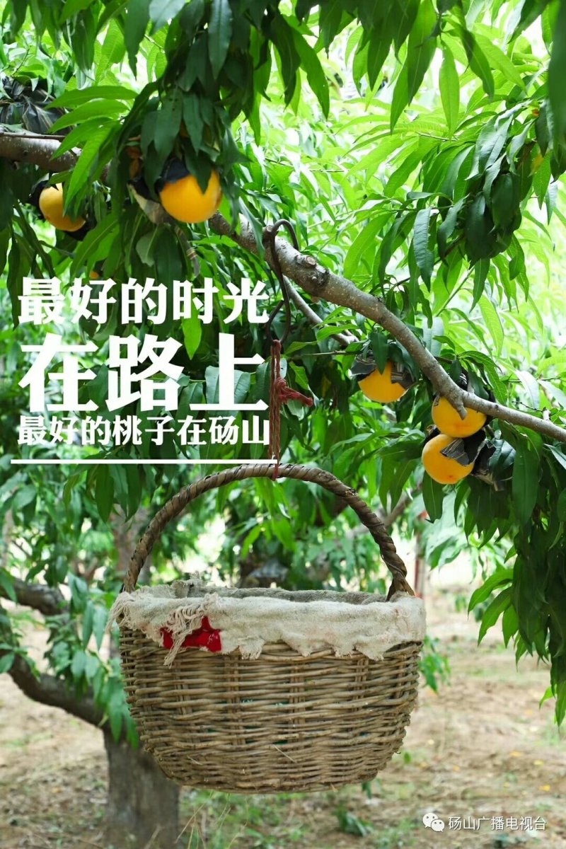 丰光精品油桃