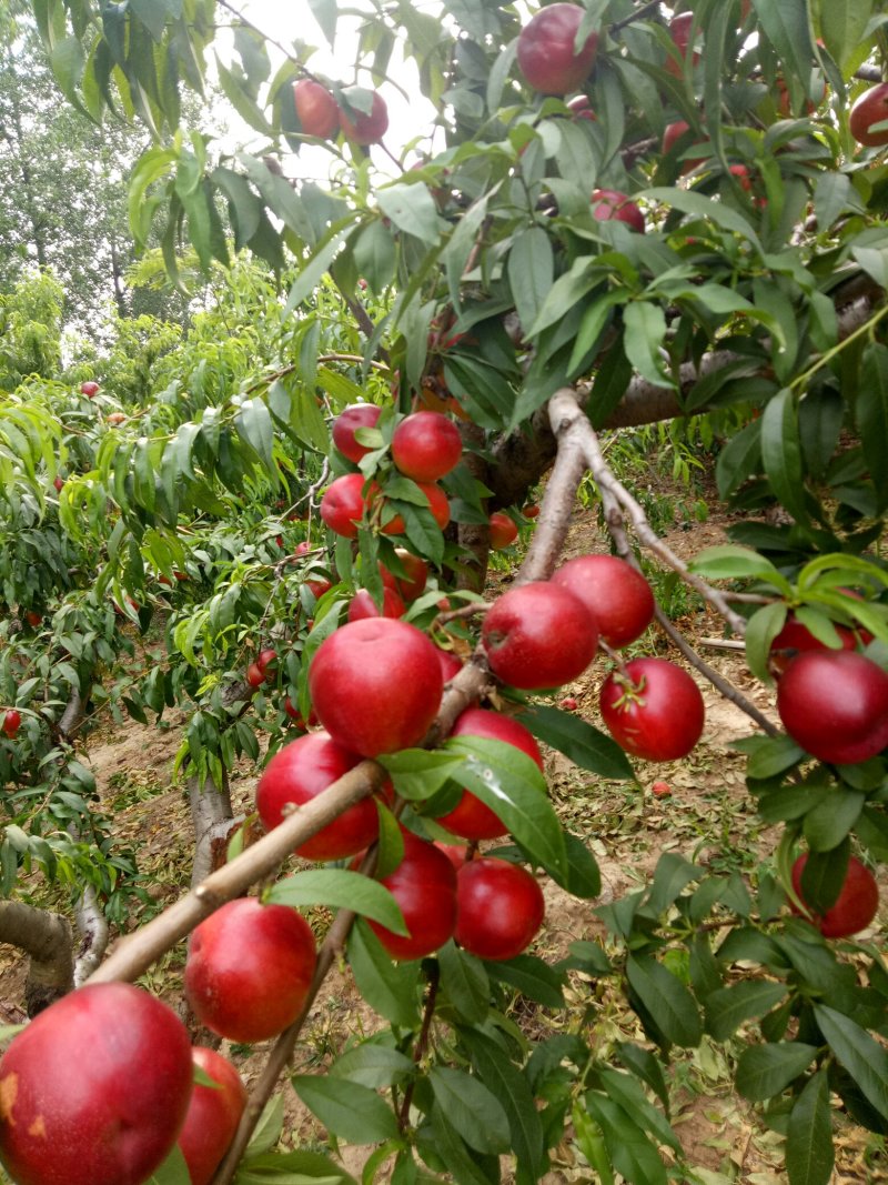 丰光精品油桃