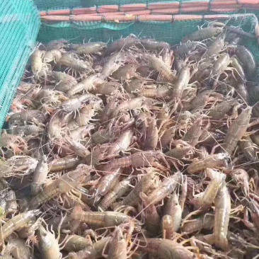 小龙虾苗
