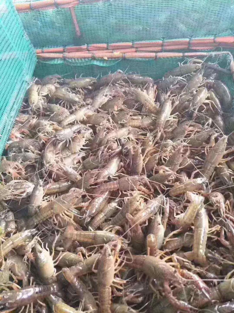 小龙虾苗