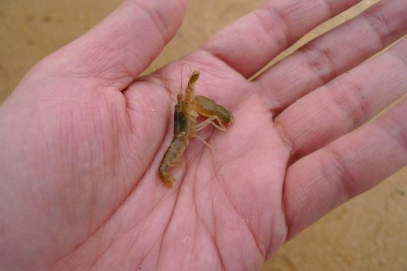 小龙虾苗