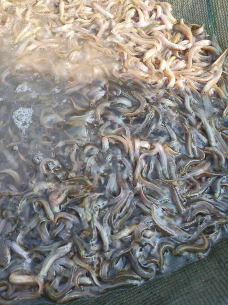 泥鳅苗